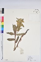 登錄號:S171964藏品圖，第1張