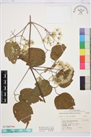 串鼻龍藏品圖，第1張