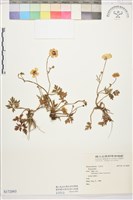 登錄號:S172093藏品圖，第1張