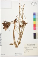 登錄號:S172129藏品圖，第1張