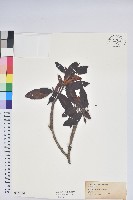 登錄號:S172166藏品圖，第1張