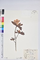 登錄號:S172189藏品圖，第1張