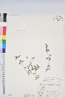 飛揚草藏品圖，第1張