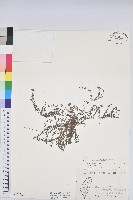 伏生大戟藏品圖，第1張