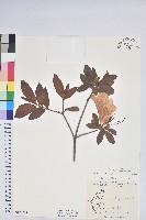 登錄號:S172229藏品圖，第1張