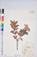 登錄號:S172284藏品圖，第1張