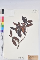 森氏杜鵑、森氏滿江紅藏品圖，第1張