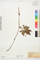 繡球藤藏品圖，第1張