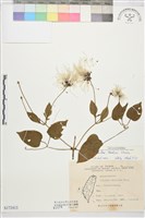 田代氏鐵線蓮藏品圖，第1張