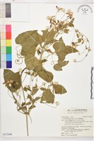 田代氏鐵線蓮藏品圖，第1張