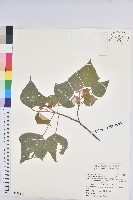 白匏子藏品圖，第1張