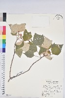 白匏子藏品圖，第1張