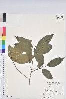 刺杜密藏品圖，第1張