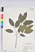 刺杜密藏品圖，第1張