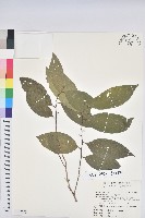 刺杜密藏品圖，第1張