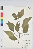 白臼藏品圖，第1張