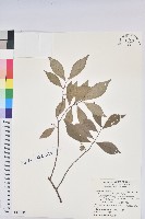 南仁五月茶藏品圖，第1張