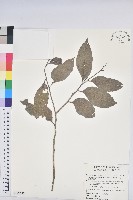 臺灣假黃楊藏品圖，第1張