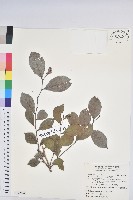 細葉饅頭果藏品圖，第1張