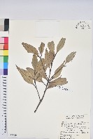 杏葉石櫟、校栗、校櫟藏品圖，第1張