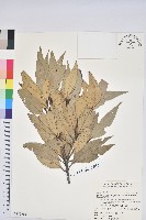 杏葉石櫟、校栗、校櫟藏品圖，第1張