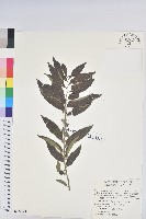 菲律賓饅頭果藏品圖，第1張