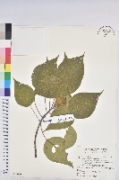 血桐藏品圖，第1張