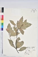 青剛櫟、鐵椆藏品圖，第1張