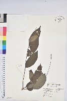 裡白饅頭果藏品圖，第1張