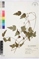 串鼻龍藏品圖，第1張