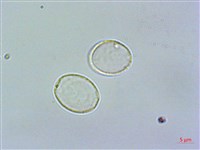 奮起湖冷水麻藏品圖，第1張