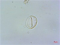 奮起湖冷水麻藏品圖，第2張