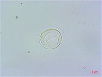 奮起湖冷水麻藏品圖，第3張