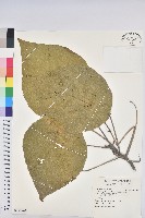 血桐藏品圖，第1張