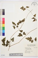 串鼻龍藏品圖，第1張