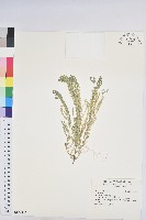 登錄號:S172892藏品圖，第1張