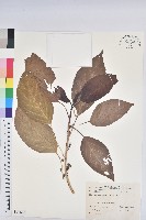 假鐵莧藏品圖，第1張