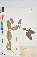 山靛藏品圖，第1張