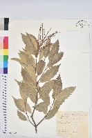 臺灣苦櫧藏品圖，第1張