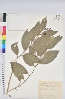 南仁鐵色藏品圖，第1張