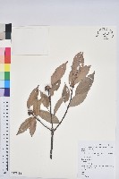 青剛櫟、鐵椆藏品圖，第1張