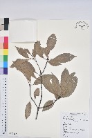 青剛櫟、鐵椆藏品圖，第1張