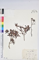 紅毛杜鵑藏品圖，第1張