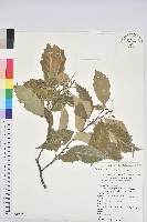 臺灣苦櫧藏品圖，第1張