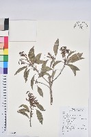 波葉櫟藏品圖，第1張