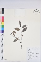 細葉饅頭果藏品圖，第1張