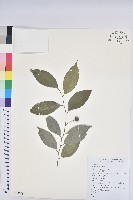 交力坪鐵色藏品圖，第1張