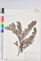 細葉饅頭果藏品圖，第1張