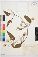 薄單葉鐵線蓮藏品圖，第1張