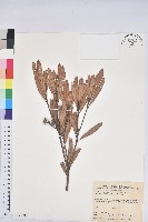 柳葉石櫟藏品圖，第1張